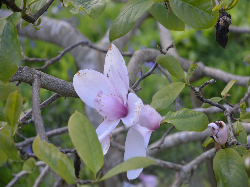 Magnolia 'Todd's Forty Niner', flower, Caerhays Castle, Goran, Cornwall, United Kingdom.